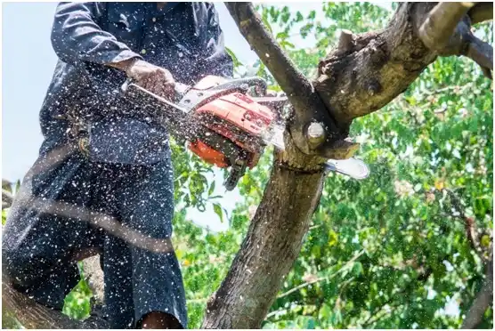 tree services Burnettown